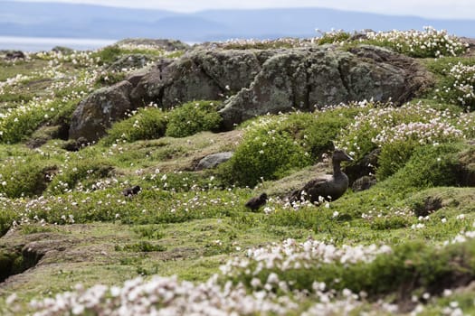 A serene image of a Common Eider duck nestled among a field of wildflowers on the Isle of May, Scotland. The lush green grasses and delicate white blooms provide a peaceful setting, showcasing the natural beauty of the island wildlife and landscapes. The Common Eider is known for its distinctive plumage and strong presence in coastal habitats, making this image ideal for nature, wildlife, and birdwatching projects