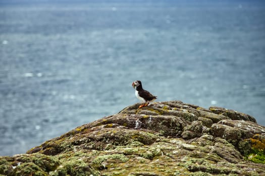 A solitary bird is perched elegantly on a rock that is situated near the vast ocean, taking in the beautiful surroundings