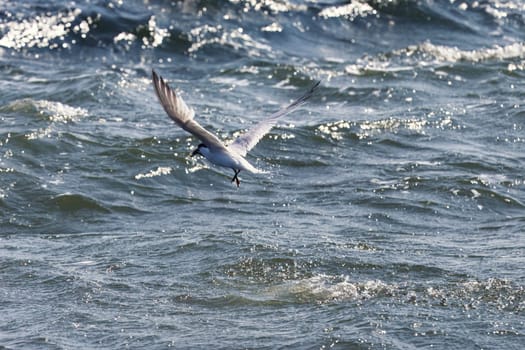 A dynamic shot of a seagull flying just above the choppy ocean surface, attempting to catch fish from the water. The bird wings are fully extended as it hovers over the waves, demonstrating its hunting skills in its natural marine environment. This action-packed image is ideal for projects focused on wildlife, nature, and coastal ecosystems.