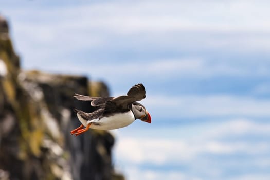 A beautiful photograph capturing a puffin in mid-flight near the rocky cliffs of the Isle of May, Scotland. The puffin vibrant orange beak and feet stand out against the backdrop of the rugged cliffs and blue sky. This image showcases the grace and agility of this iconic seabird, making it perfect for projects related to wildlife, birdwatching, and nature.