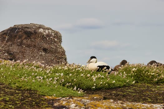 A peaceful image of a Common Eider duck resting among wildflowers on the Isle of May, Scotland. Surrounded by lush greenery and rocky terrain, the duck is seen in its natural coastal habitat. This serene scene highlights the natural beauty and wildlife of the island, making it ideal for projects focused on birdwatching, nature, and wildlife conservation