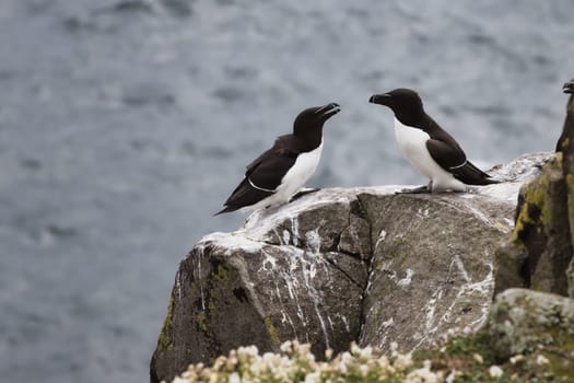 A stunning image of two Razorbills perched on a rocky cliffside on the Isle of May, Scotland. The black and white seabirds, known for their distinctive beaks, are seen interacting against the backdrop of the North Sea. The rugged rock formations and coastal setting make this photo perfect for projects centered around wildlife, birdwatching, and nature photography.