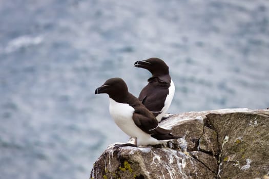 A captivating photograph of two Razorbills perched on the edge of a rocky cliff, overlooking the North Sea on the Isle of May, Scotland. The sleek black-and-white seabirds, known for their sharp beaks, stand side by side in their natural coastal habitat. The rugged cliffside and ocean backdrop perfectly capture the essence of the wild Scottish coastline, making it ideal for nature, wildlife, and birdwatching projects