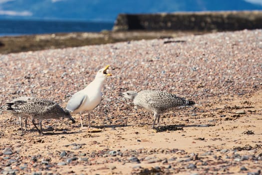 A striking image of an adult seagull with its beak wide open, sharing a crab with two juvenile gulls on a pebbled beach. The scene captures the natural interaction between the adult and younger birds, showcasing the family dynamic in a coastal environment. Perfect for wildlife, nature, and birdwatching photography projects, this moment reflects the life and behavior of seabirds in their natural habitat.