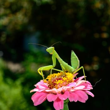 Hierodula transcaucasica - larva, young predatory insect catches its victims on a red flower, Ukraine