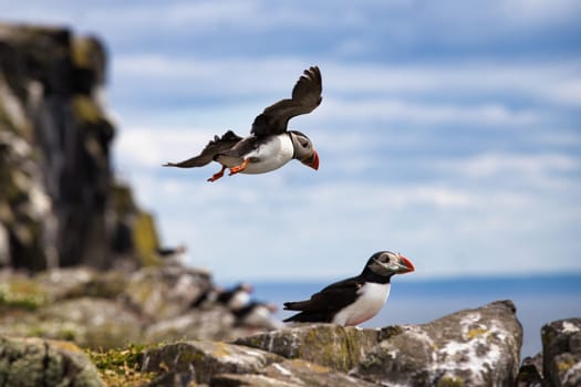 A striking photograph of a puffin perched on a rocky cliff with a fish in its beak, while another puffin soars overhead on the Isle of May, Scotland. The vivid colors of the puffins beaks and feet contrast beautifully with the rugged rocks and expansive ocean backdrop. This image captures the puffin hunting success and the dynamic coastal wildlife, making it perfect for nature, birdwatching, and wildlife photography projects.