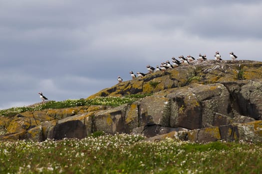 A charming scene of a group of puffins perched on a rocky hillside on the Isle of May, Scotland. The birds, with their colorful beaks, stand out against the rugged terrain and cloudy sky, creating a picturesque representation of the island vibrant wildlife. The grassy foreground, dotted with wildflowers, adds to the natural beauty of this coastal habitat. Perfect for nature, wildlife, and birdwatching projects