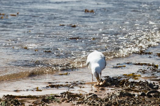 A captivating image of a seagull feeding on a crab along a seaweed-strewn shoreline. The bird is captured in action, enjoying its meal at the water edge as gentle waves lap against the beach. This dynamic scene showcases the natural behavior of coastal wildlife and is perfect for projects centered on nature, wildlife, and coastal ecosystems