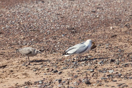 A fascinating shot of a seagull trying to escape with a crab in its beak on a pebbled beach, while a juvenile seagull follows closely. The scene captures the natural struggle and behavior of coastal birds as they hunt and defend their prey. Perfect for wildlife, nature, and coastal photography projects, this image highlights the dynamic interactions of seabirds in their natural habitat.
