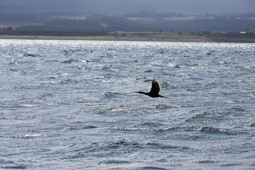 A striking image of a duck in flight, silhouetted against the shimmering waters below. The bird shadow-like form creates a dramatic contrast with the rippling waves, evoking a sense of mystery and serenity. This minimalistic yet powerful shot captures the elegance of a duck in mid-air, perfect for projects focusing on nature, wildlife, and abstract photography.