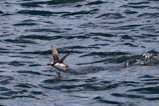 A dynamic image of a puffin taking off from the surface of the water on the Isle of May, Scotland. The puffin wings are spread wide as it skims across the blue ocean, with its vibrant orange beak and feet contrasting against the dark waters. This action shot captures the agility and energy of the puffin in its natural marine habitat, ideal for wildlife, nature, and birdwatching projects.