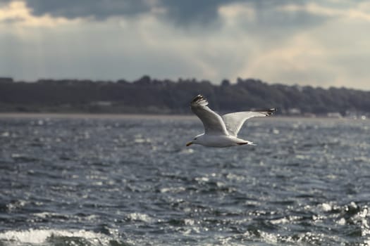 A serene yet dramatic image of a seagull gracefully gliding over choppy waters, set against a moody, cloud-filled sky. The distant shoreline adds depth to the scene, highlighting the bird's effortless flight in a coastal setting. This image perfectly captures the essence of nature's beauty and power, making it ideal for wildlife, nature, and landscape photography projects.