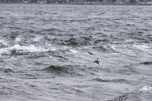 A dramatic scene of a seagull diving into rough, choppy waters in pursuit of a fish. The image captures the bird mid-action as it navigates the turbulent sea, showcasing its natural hunting instincts. With waves crashing around and the distant shoreline in view, this powerful moment highlights the raw beauty of coastal wildlife. Perfect for projects focused on nature, wildlife, and marine environments