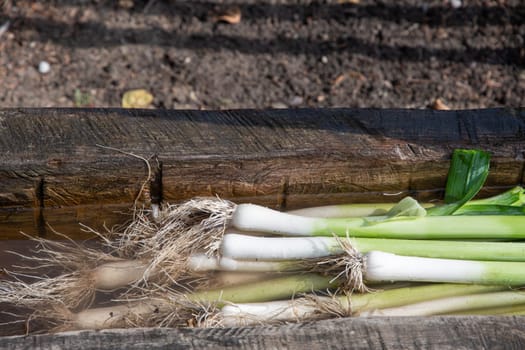 Freshly picked leeks lie in a wooden trough with water to clean off the soil, Organic farming and fresh food concept,