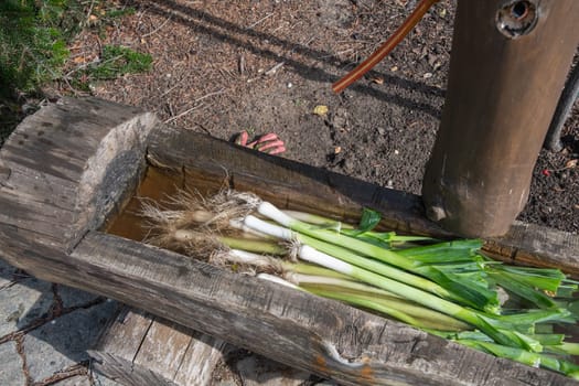 Freshly picked leeks lie in a wooden trough with water to clean off the soil, Organic farming and fresh food concept,