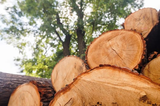 Close-up of a freshly cut tree stump showing detailed wood grain and cracks, with a blurred background of green trees and sky.