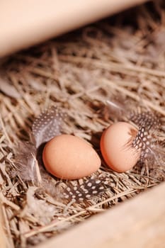 Two brown guinea fowl eggs lie on the straw, next to the feathers