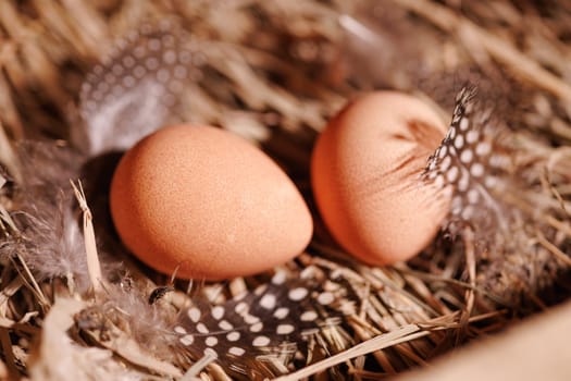 Two brown guinea fowl eggs lie on the straw, next to the feathers