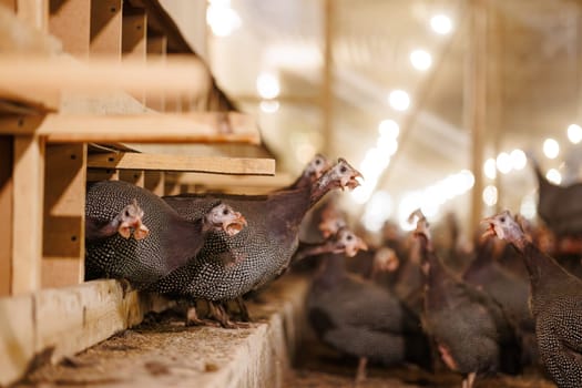 A group of guinea fowls on a poultry farm pecking at a feeder. Growing guinea fowls on a poultry farm, egg production