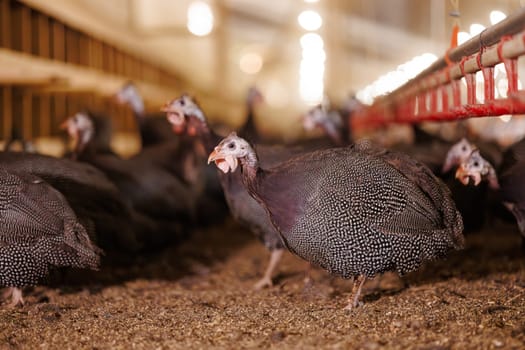 A group of guinea fowls on a poultry farm pecking at a feeder. Growing guinea fowls on a poultry farm, egg production