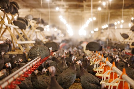 A group of guinea fowls on a poultry farm pecking at a feeder. Growing guinea fowls on a poultry farm, egg production