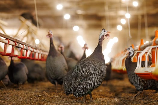 A group of guinea fowls on a poultry farm pecking at a feeder. Growing guinea fowls on a poultry farm, egg production