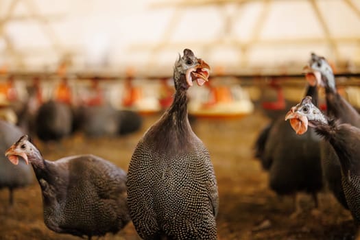 A group of guinea fowls on a poultry farm pecking at a feeder. Growing guinea fowls on a poultry farm, egg production