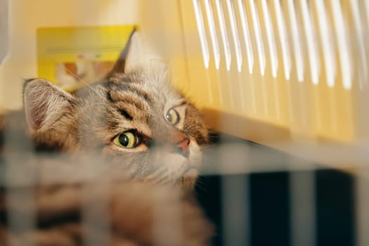 A disheartened cat, crated and on its way to the veterinary clinic.