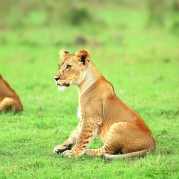 A majestic lioness sits attentively in lush green grass, her piercing gaze fixed on the distance as she surveys her territory in the African savanna.
