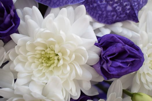 White chrysanthemums and roses petals macro soft focus close up. Dreamy mood, morning light wedding theme image. Macro feminine style charming botanic decoration poster.