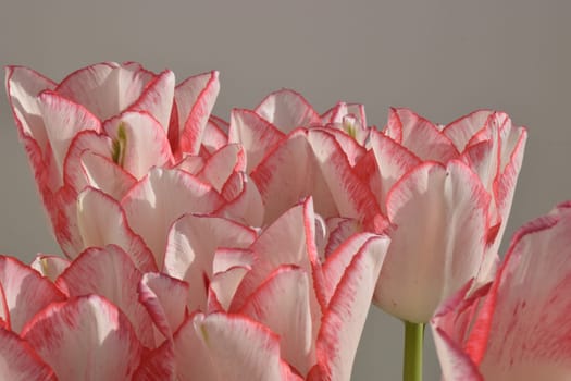 White tulips with red strips on the petals on the gray blurred background. Two colored tulip flowers closeup