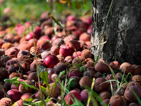 Ripe and fallen apples by tree trunk in sunny orchard close-up.