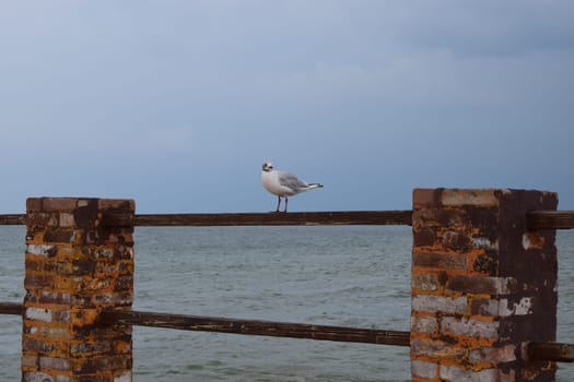 One seagull sits on a old sea pier. The European herring gull, Seagull on the beach pier railing. Close-up of seagull bird.
