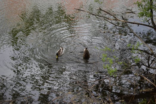 Couple of duck and drake are swimming in the lake.ducks in their natural habitat, an area with a large number of lakes where ducks live, wild waterfowl ducks in nature