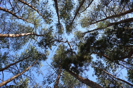 Looking Up In Beautiful Pine Deciduous Forest Trees Woods Canopy. Bottom View Wide Angle Background. Greenwood Forest. Look up into the treetops. Bottom view background.