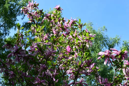 Beautiful trees in bloom with beautiful big flowers. Pink flowers of magnolia campbellii blooming on the background of blue sky. Magnolia campbellii, or Campbell's magnolia
