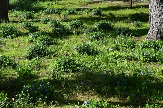 Vinca minor (common names lesser periwinkle, dwarf periwinkle, small periwinkle, common periwinkle) is a species of flowering plant native to central and southern Europe.