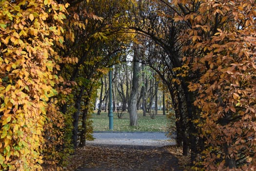 Alley with yellow red covered pergola. Autumn red leaves background, close up. Huge Tunnel wall of colorful leaves. Landscape design. Parks. Autumn concept.