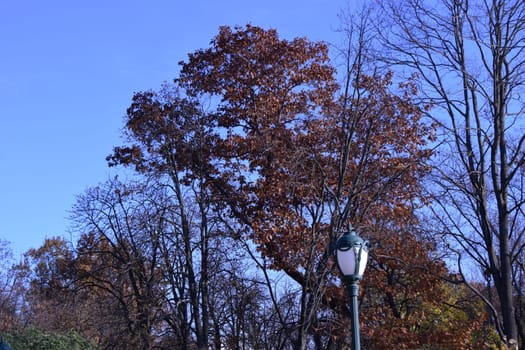 Looking up at trees durning the autumn season when the leaves change colour from green to bright vibrant orange and yellow as the season comes to an end on a beautiful sunny blue sky day.