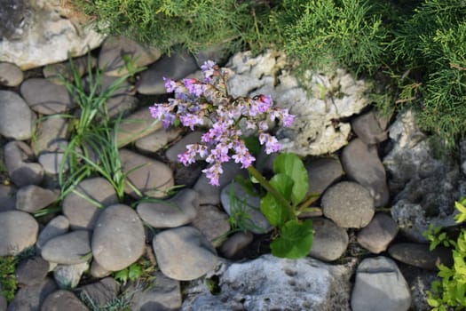 Limonium sinuatum, commonly known as wavyleaf sea lavender, statice, sea lavender, notch leaf marsh rosemary, sea pink, is a Mediterranean plant species in the family Plumbaginaceae