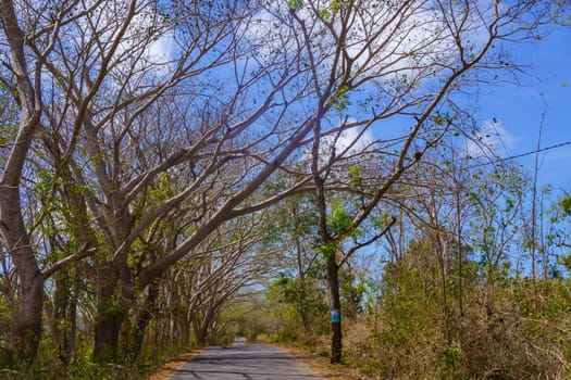 A quiet, tree-lined road stretches towards a clear blue sky in a rural area near Lombok, Indonesia.