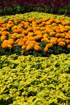 Beautiful orange Marigold flowers, amazing summer flowers of marigold bush, summer ornamental flora. Yellow flowering marigolds grow on the flower.