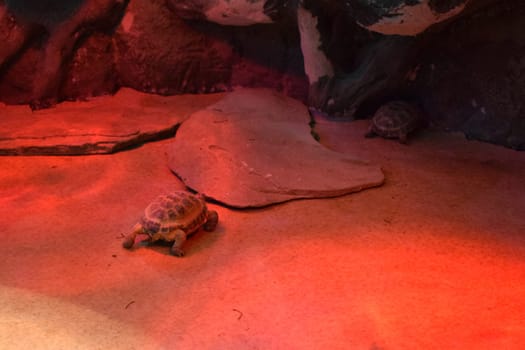 Big turtle. African Spurred Tortoise in the terrarium. African spurred tortoise, which is one of the largest species of tortoise in the world. North and West African wildlife. Amazing huge turtle.