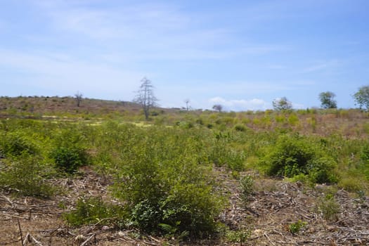 A dirt road winds through a rural landscape with a large tree providing shade, leading towards a distant village and a clear blue sky.