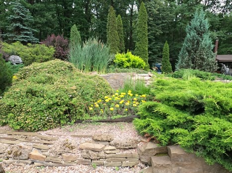 lanscape design. beautiful garden of blue spruce, bright yellow chrysanthemum and other vegetation, paths with pebbles for a walk. Floral Landscape. Garden Landscaping Design.