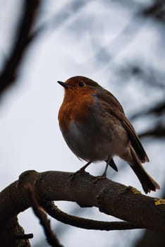 A close-up of a European robin (Erithacus rubecula) perched gracefully on a tree branch, set against a blurred natural background. The robin, with its distinctive orange chest and soft feathers, stands out in the scene, embodying the beauty and tranquility of nature. Perfect for use in wildlife, birdwatching, and nature-related themes, this image captures a moment of stillness in the wild