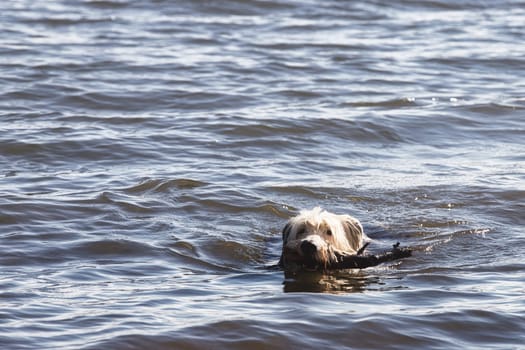 A heartwarming image of a dog swimming through water while fetching a stick, capturing a moment of playful activity. The dog head emerges from the water as it swims, showcasing its energy and love for outdoor adventures. The scene is ideal for use in themes related to pets, animal behavior, outdoor activities, and nature