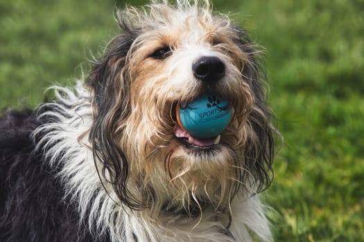 A joyful image of a shaggy dog holding a blue ball in its mouth, captured during outdoor playtime. The dog's scruffy coat, likely a mix of breeds such as Bearded Collie and Polish Lowland Sheepdog, features a blend of white, black, and brown fur, adding to its charming and playful appearance. This scene of canine fun and energy is ideal for themes related to pets, outdoor activities, and animal behavior.