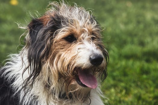 A detailed close-up of a shaggy dog panting after playtime, with a soft focus on its scruffy fur and happy expression. The dog's mix of black, white, and brown fur highlights its charming and playful nature. Likely a mixed breed, possibly with traits of a Bearded Collie or Polish Lowland Sheepdog, this image is ideal for themes related to pets, outdoor activities, and dog behavior.