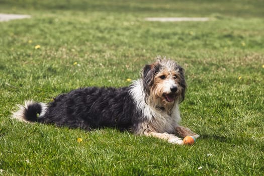 A relaxed shaggy dog lying on green grass in a park with a ball nearby, enjoying a calm moment outdoors. The dog, likely a mixed breed with characteristics of the Bearded Collie or Polish Lowland Sheepdog, has a scruffy coat of black, white, and brown fur. This playful yet peaceful scene is ideal for use in themes related to pets, outdoor activities, and animal behavior.